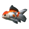 Red & White Oranda