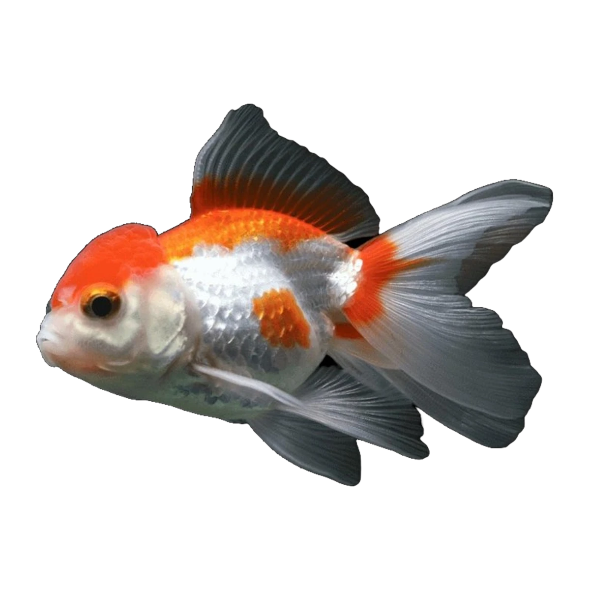 Red & White Oranda