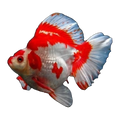 Red & White Ryukin