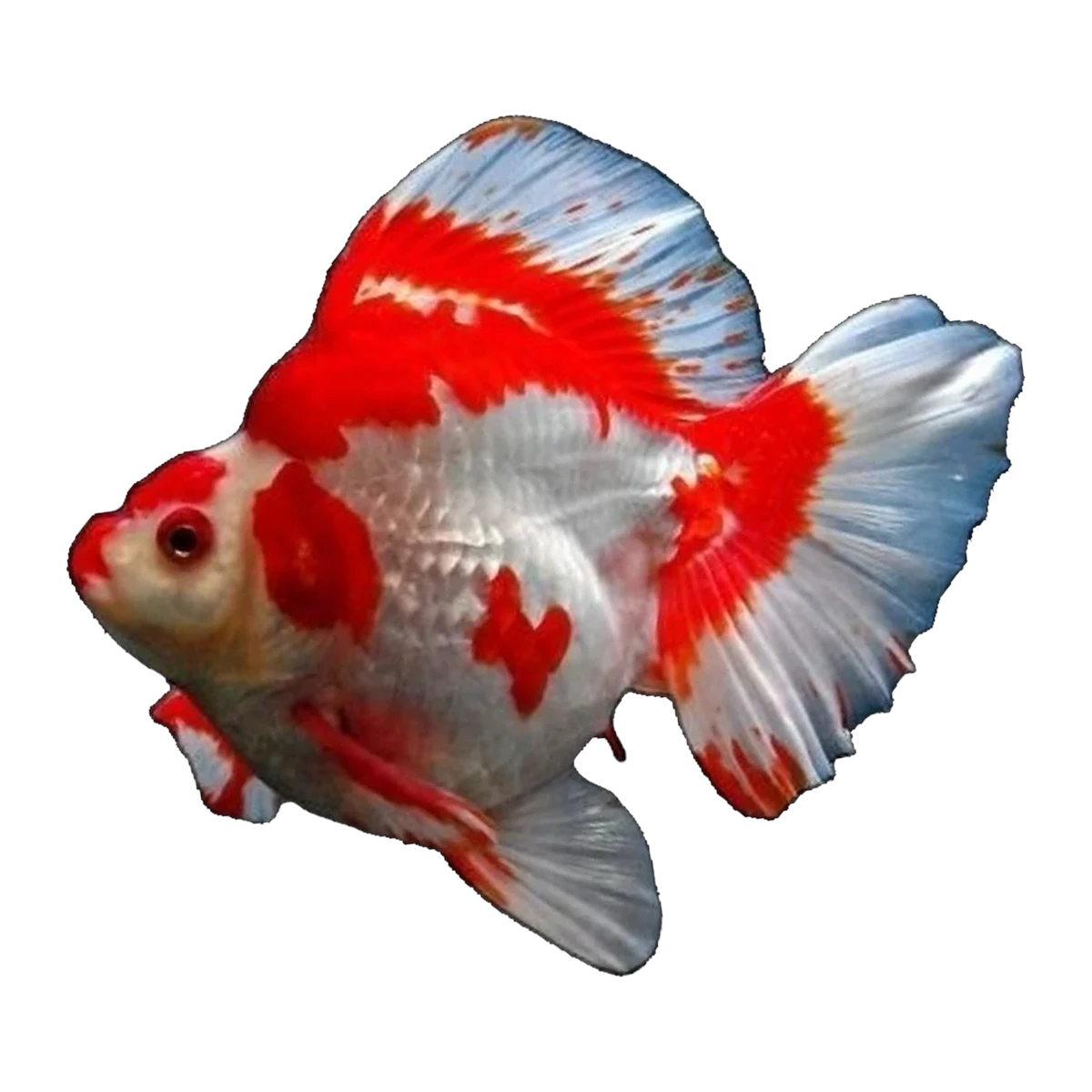 Red & White Ryukin
