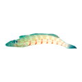 Redbarred Sandperch | Parapercis multiplicata