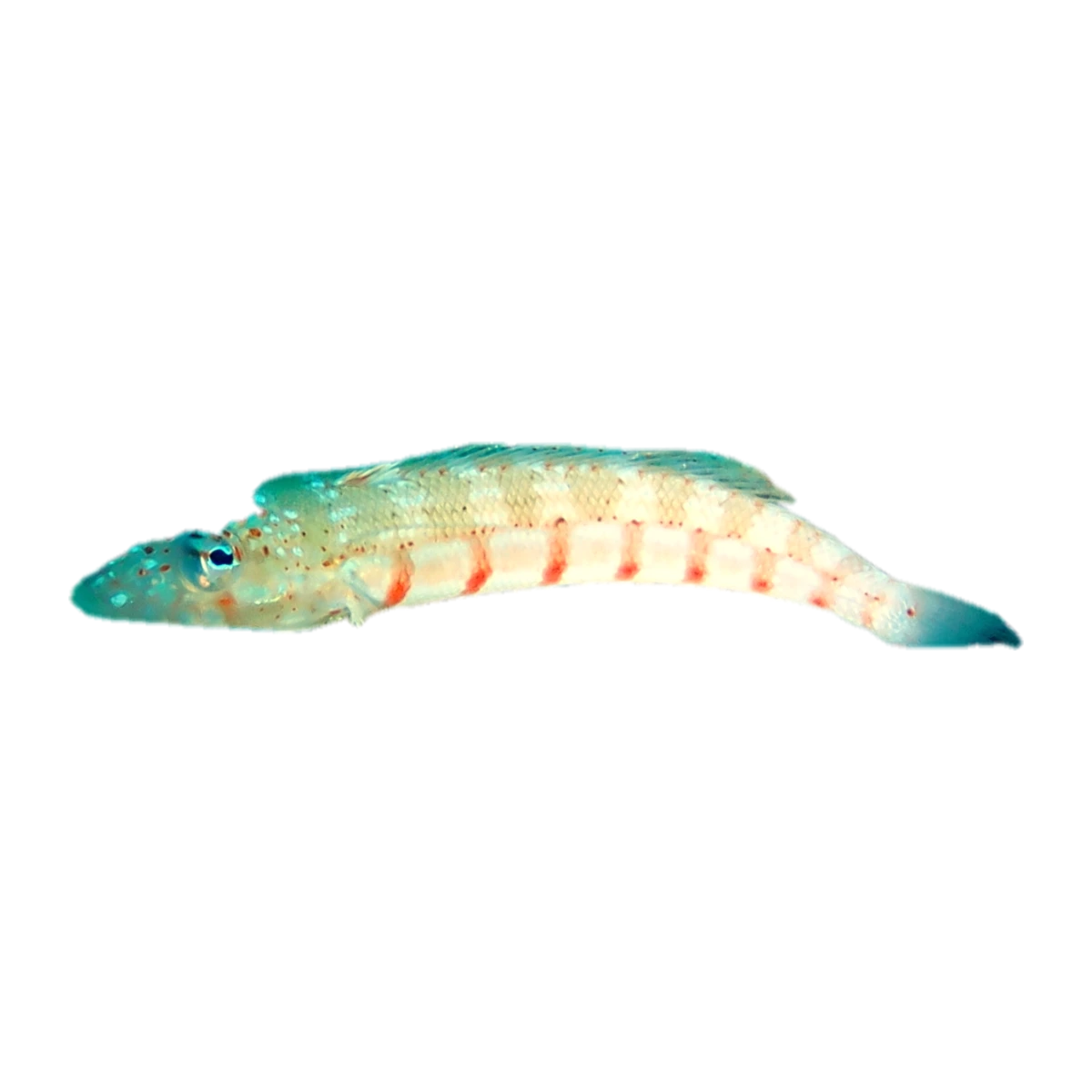 Redbarred Sandperch | Parapercis multiplicata