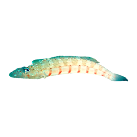 Redbarred Sandperch | Parapercis multiplicata