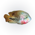 Redhead Cichlid (Vieja melanura), side profile facing right