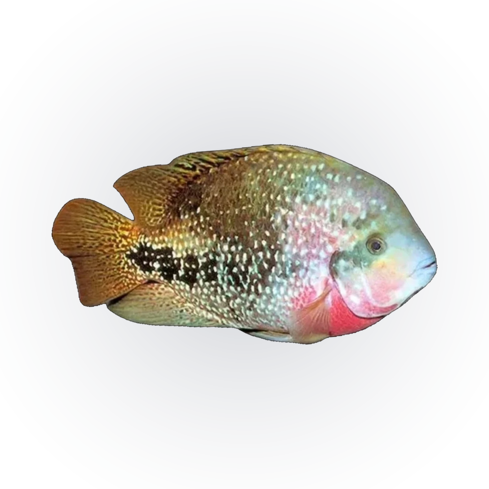 Redhead Cichlid (Vieja melanura), side profile facing right