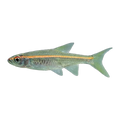 Redline Rasbora