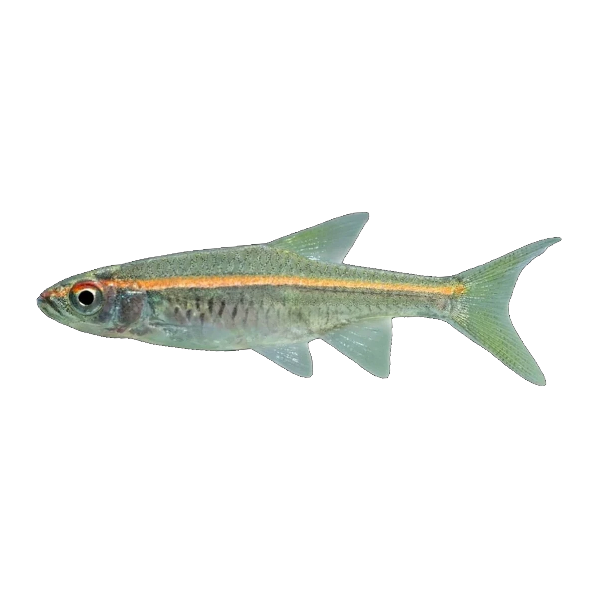 Redline Rasbora