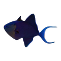 Redtooth Triggerfish | Odonus niger