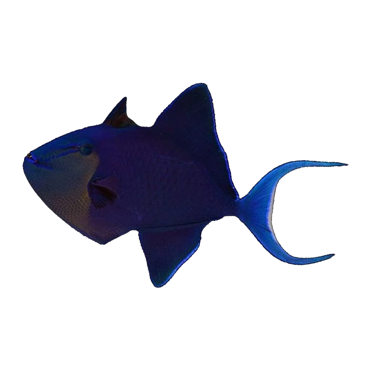 Redtooth Triggerfish | Odonus niger