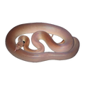 Reduced Pattern Childrens Python Adult | Antaresia childreni