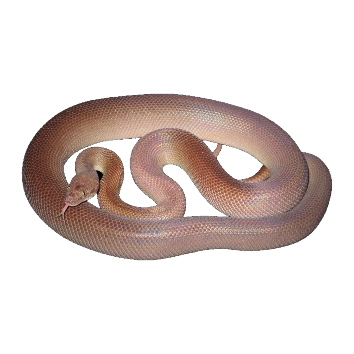 Reduced Pattern Childrens Python Adult | Antaresia childreni