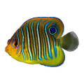 Regal Angelfish juvenile | Pygoplites diacanthus