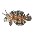 Reindeer Wrasse | Novaculichthys taeniourus