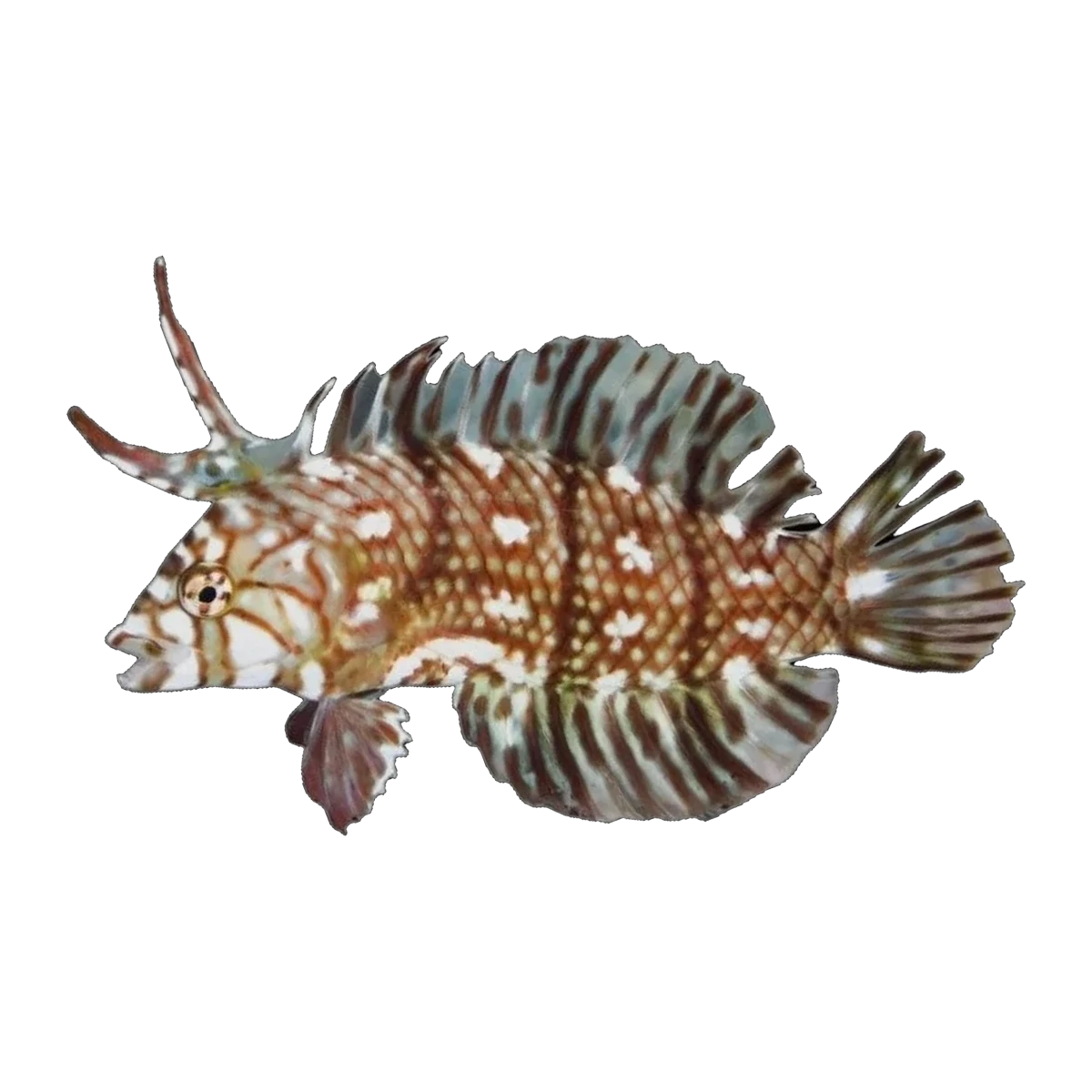 Reindeer Wrasse | Novaculichthys taeniourus
