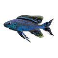 Resha Featherfin Cichlid | Cyathopharynx furcifer 'Resha'