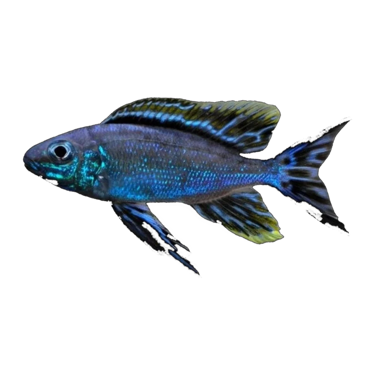 Resha Featherfin Cichlid | Cyathopharynx furcifer 'Resha'