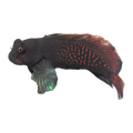 Reticulated Blenny | Cirripectes stigmaticus