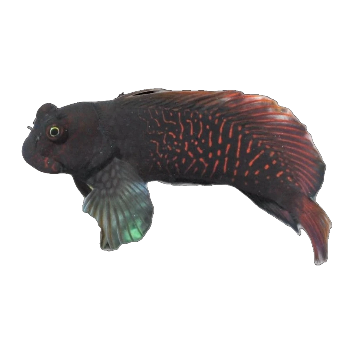 Reticulated Blenny | Cirripectes stigmaticus