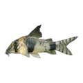 Reynold's Long Nose Corydoras | Hoplisoma reynoldsi