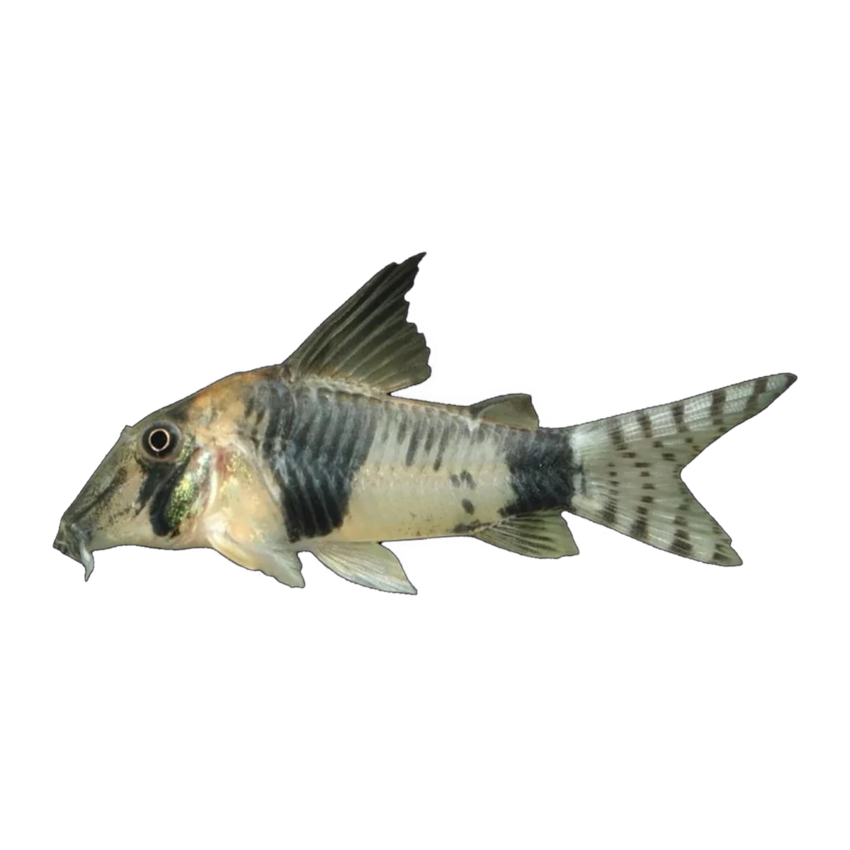 Reynold's Long Nose Corydoras | Hoplisoma reynoldsi