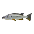 Rhamphochromis sp. chilingali – Rhamphochromis sp. 'Chilingali'