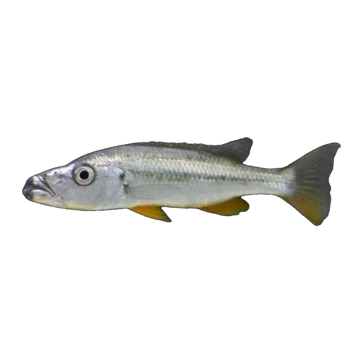 Rhamphochromis sp. chilingali – Rhamphochromis sp. 'Chilingali'