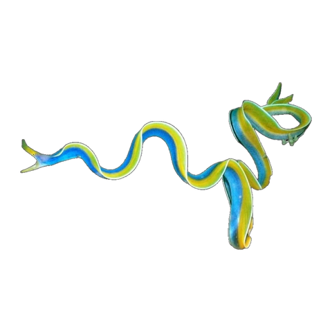 Ribbon Eel | Rhinomuraena quaesita