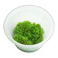 Riccia Fluitans | Riccia fluitans