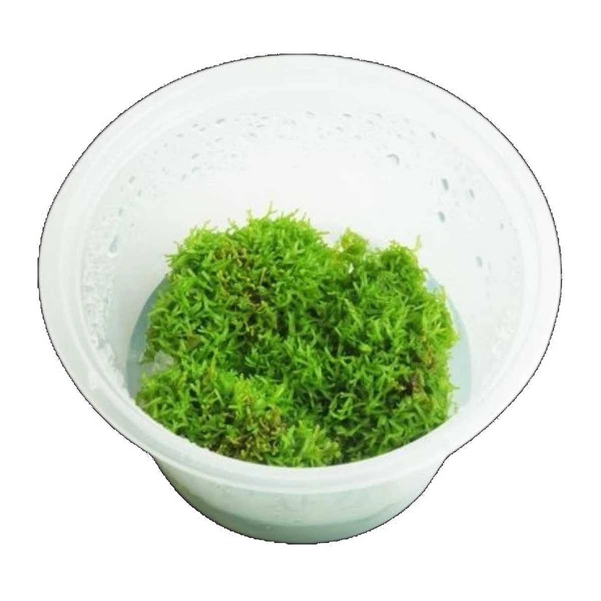 Riccia Fluitans | Riccia fluitans