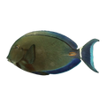 Ring Tail Tang XXL | Acanthurus blochii