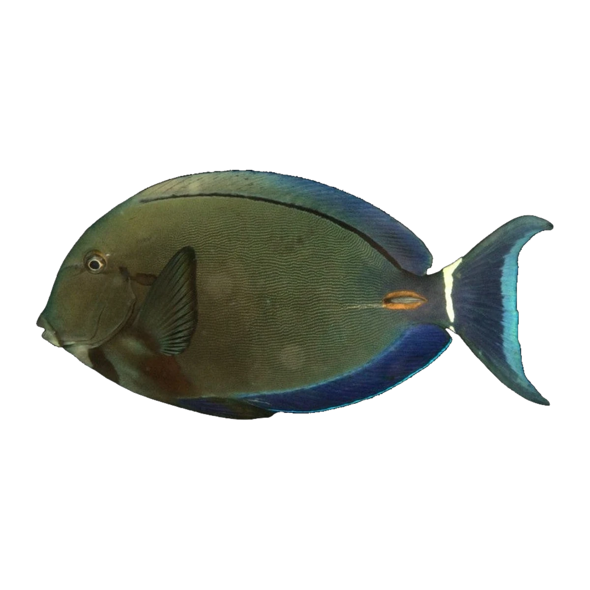 Ring Tail Tang XXL | Acanthurus blochii