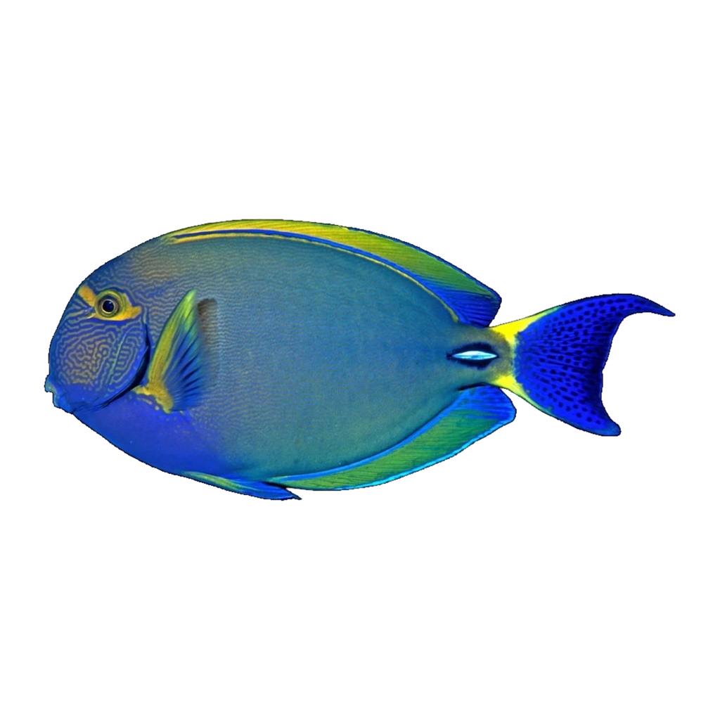Ring Tail Tang XXL | Acanthurus blochii
