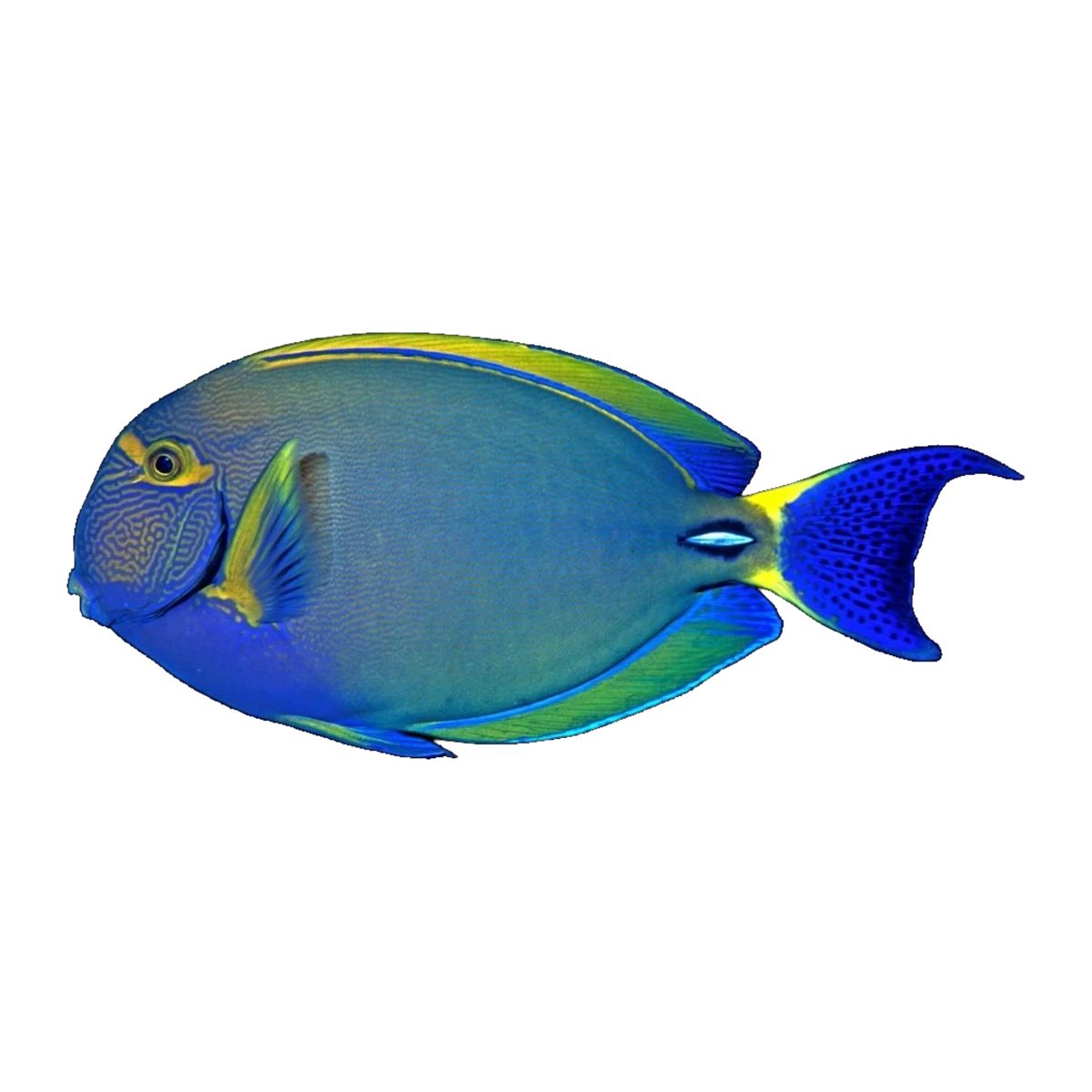 Ring Tail Tang XXL | Acanthurus blochii