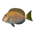 Ringtail Tang | Acanthurus auranticavus