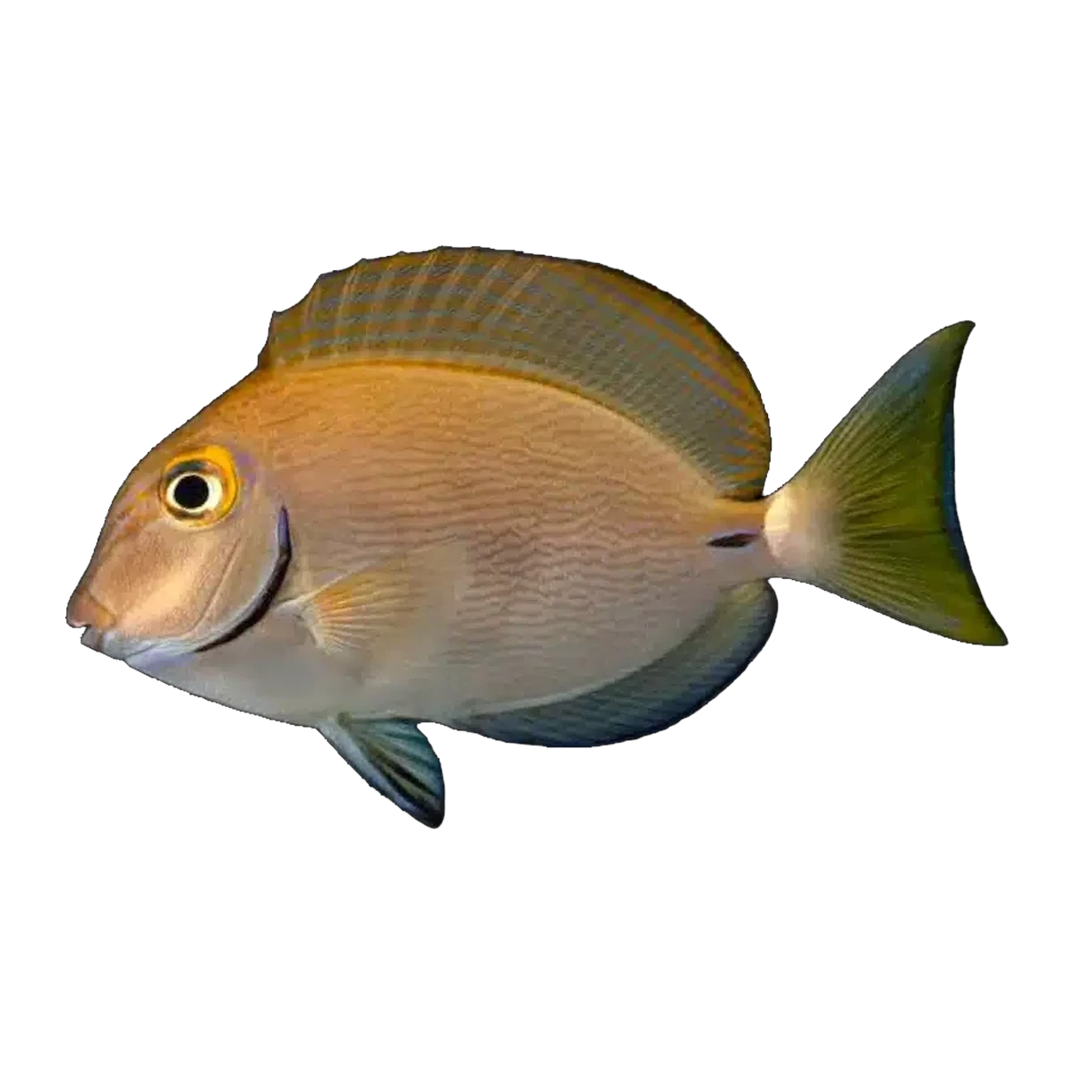 Ringtail Tang | Acanthurus auranticavus