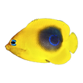 Rock Beauty Angelfish juvenile | Holacanthus tricolor