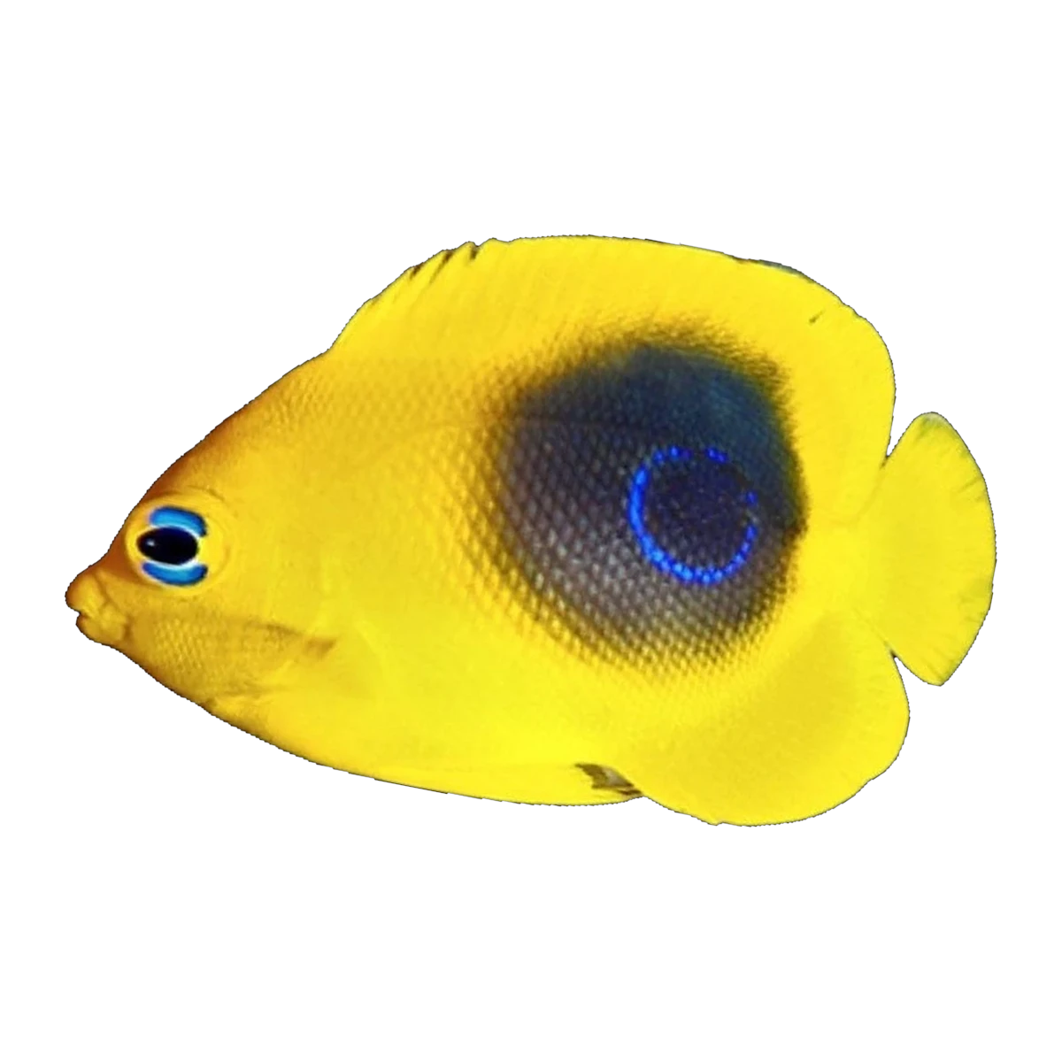 Rock Beauty Angelfish juvenile | Holacanthus tricolor