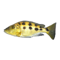 Rostratus Cichlid (Fossorochromis rostratus), side profile facing right