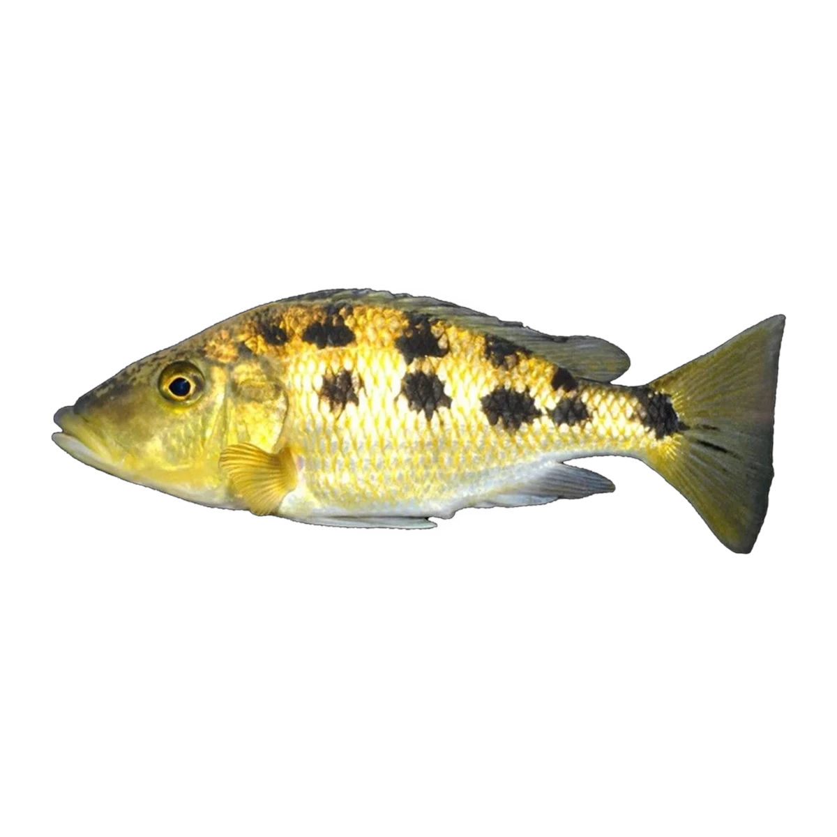 Rostratus Cichlid (Fossorochromis rostratus), side profile facing right