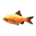 Rosy Barb