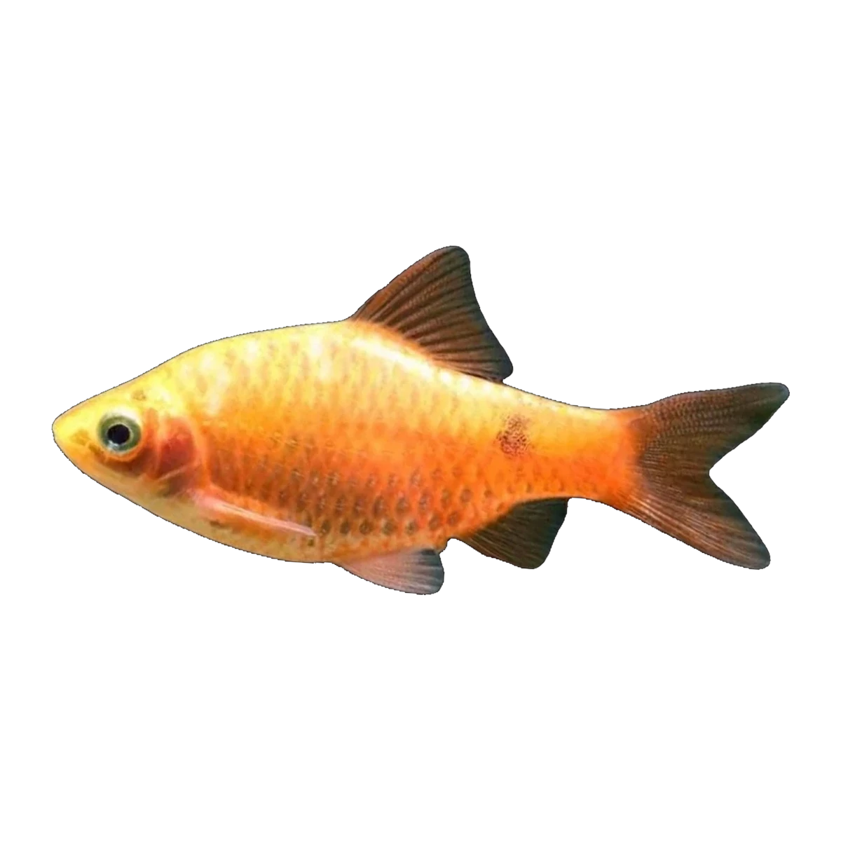 Rosy Barb