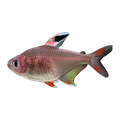 Rosy Tetra