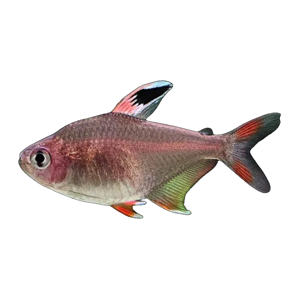 Rosy Tetra