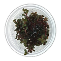 Rotala Colorata | Rotala rotundifolia 'Colorata'
