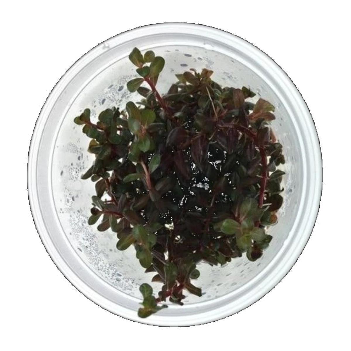Rotala Colorata | Rotala rotundifolia 'Colorata'