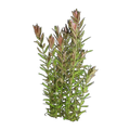 Rotala Rotundifolia
