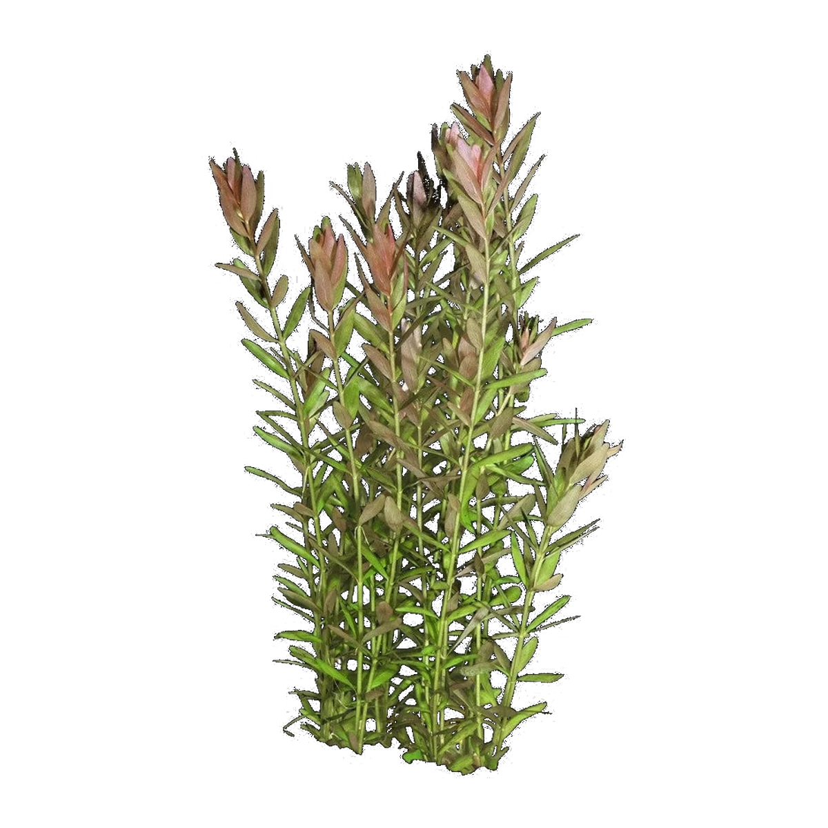 Rotala Rotundifolia