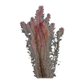 Rotala Wallichii