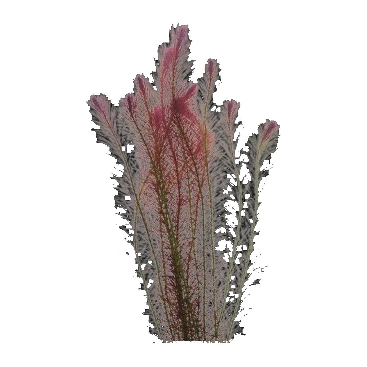 Rotala Wallichii