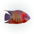 Rotkeil Severum (Heros sp. 'Rotkeil'), side profile facing right